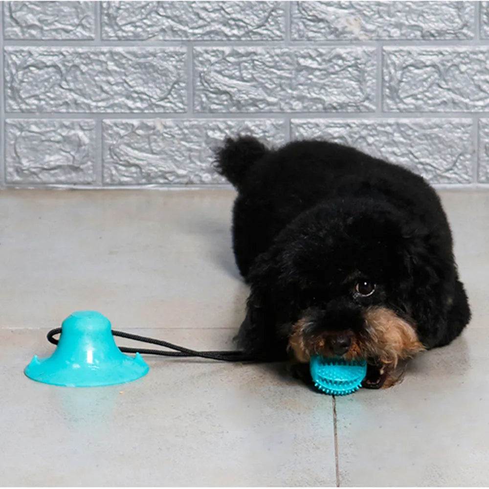 Pet Ball Educational and Interactive Toy